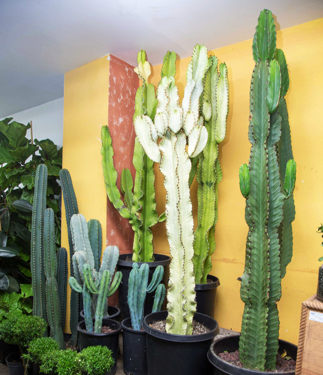 tall cactus house plant Column Cactus – Femme Progressive