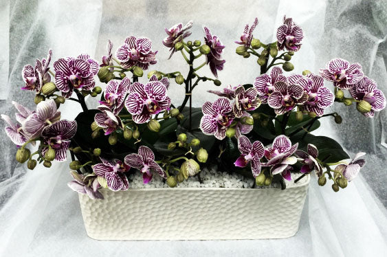 10. Mini panier d'orchidées violettes