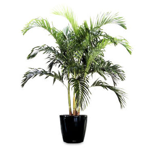 Adonidia Palm
