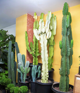 cactus gigante