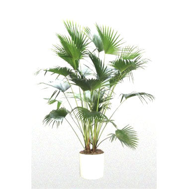 palma china planta Palma de abanico china – Femme Progressive