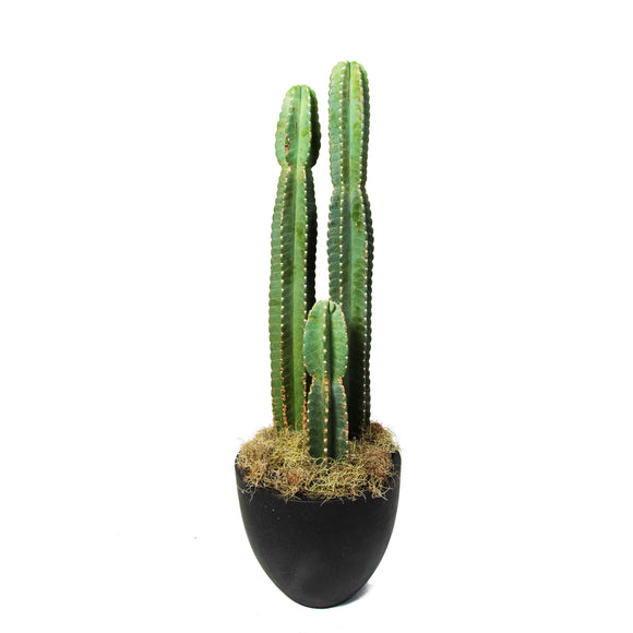Column Cactus