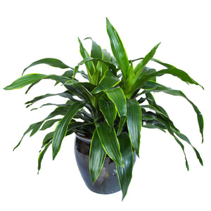 dracaena carmen art Dracaena Art – Femme Progressive