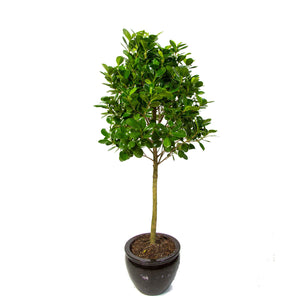 Ficus Daniella