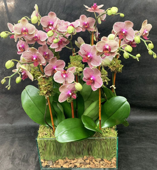 Orquídeas Kaladoscopio