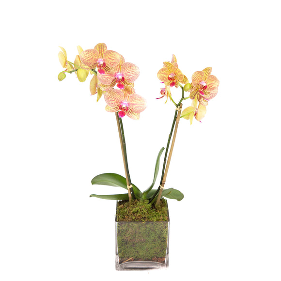 orquídea 5