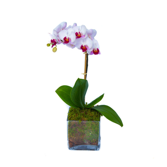 orquídeas 2