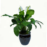 Peace_Lily