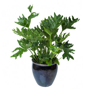 philodendron selloum outdoors Philodendron Selloum – Femme Progressive