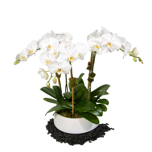 Ensemble de 5 Orchidées