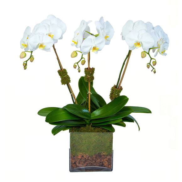 Conjunto de tres_orquídeas