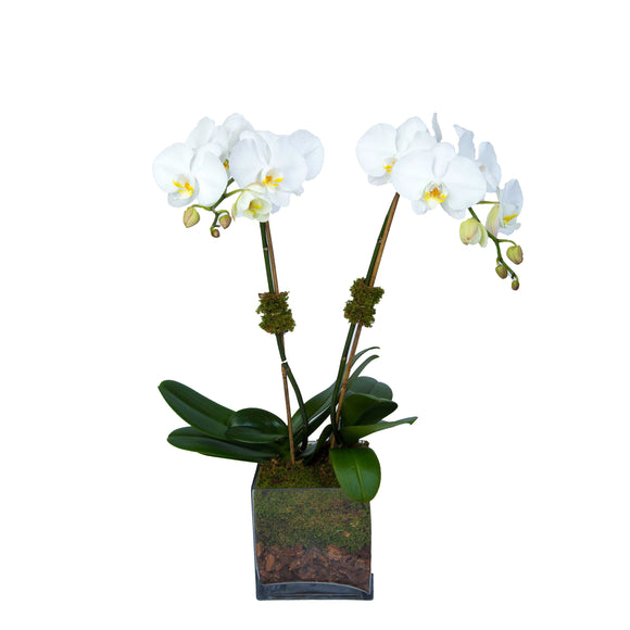 Conjunto de dos orquídeas