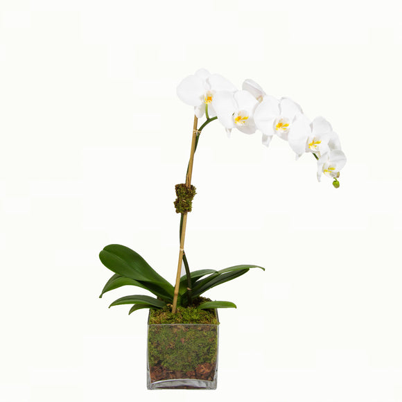 Orquídea blanca única