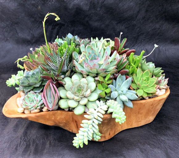 succulent boat Boat Succulents Arangement – Femme Progressive