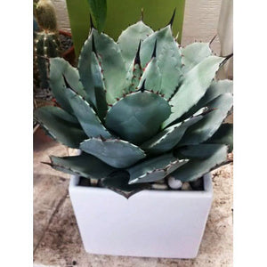 Agave tropicale