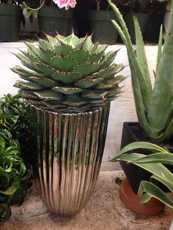 Agave tropicale 2