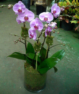 Verre Rond 3 Orchidées Roses