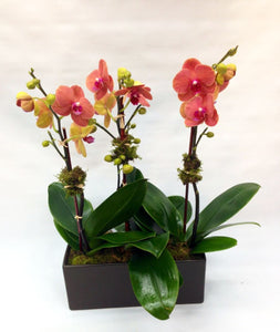 3 orchidées en rectangulaire