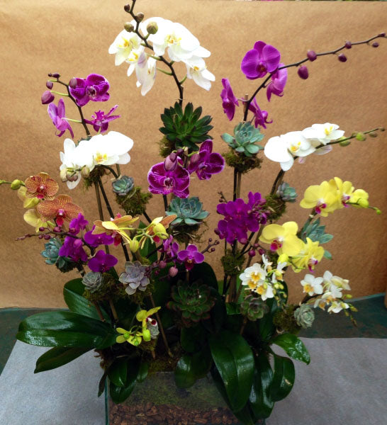 Arrangement coloré d'orchidées