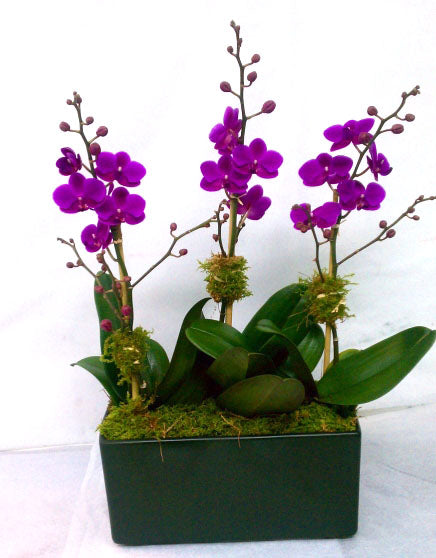 Mini orchidée violette