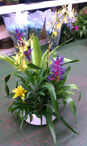 Arrangement mixte de bromalides et d'orchidées