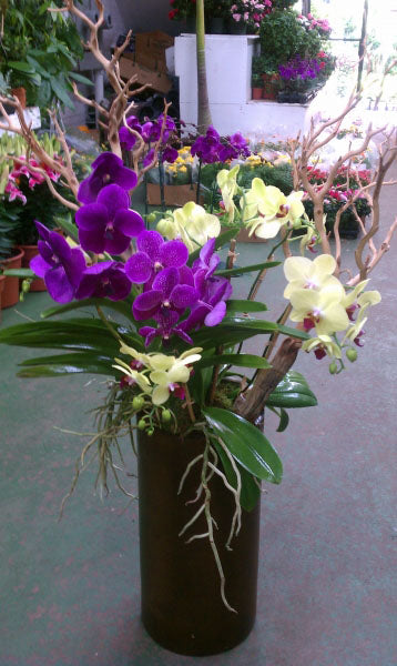 Arreglo de orquídeas mixtas