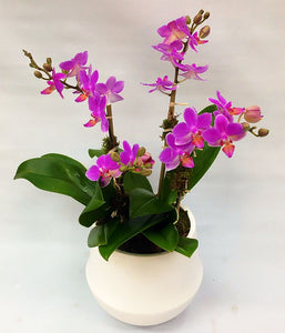 Orchidées romantiques