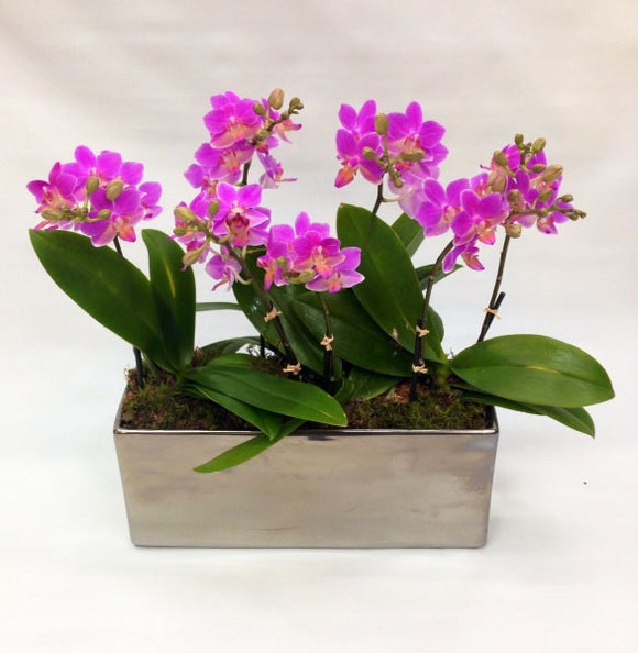 4 mini orchidées romantiques