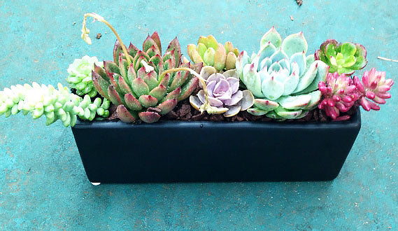 succulent rectangular arrangement Succulent Arrangement Rectangular H – Femme Progressive