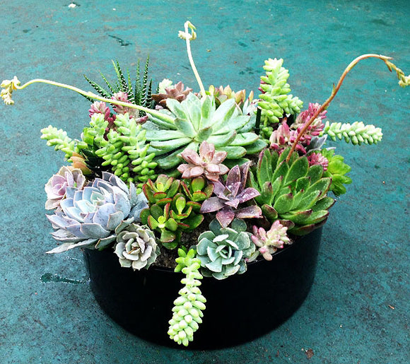 succulent round pot Succulent black Round Pot H – Femme Progressive
