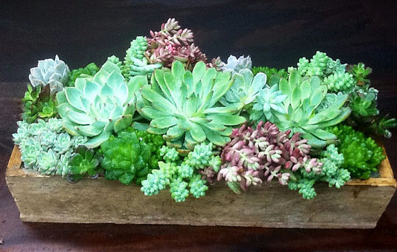 GRAND arrangement succulent dans une boîte en bois
