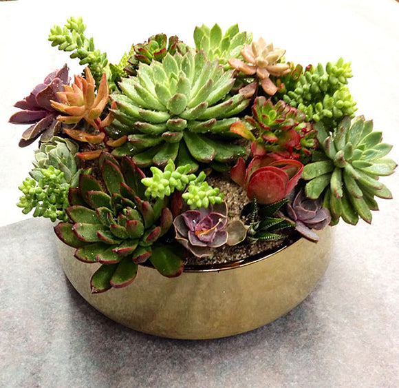 succulent in gold pot Succulent in Gold Pot H – Femme Progressive