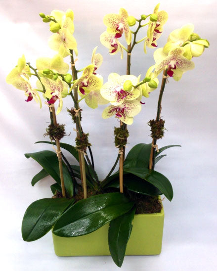 Orquídeas amarillas en maceta verde