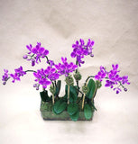 Mini Orchidées Magenta H