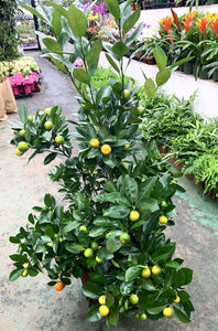Planta de naranja H