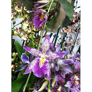 Orquídea 13 Tropical