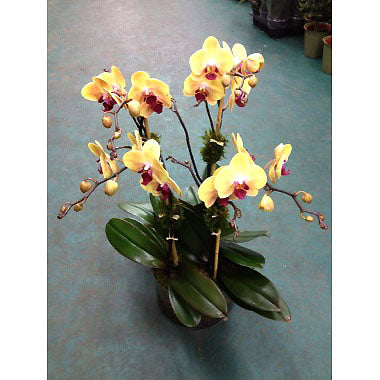 Orchidée 8 tropicale