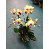 Orquídea 8 Tropical